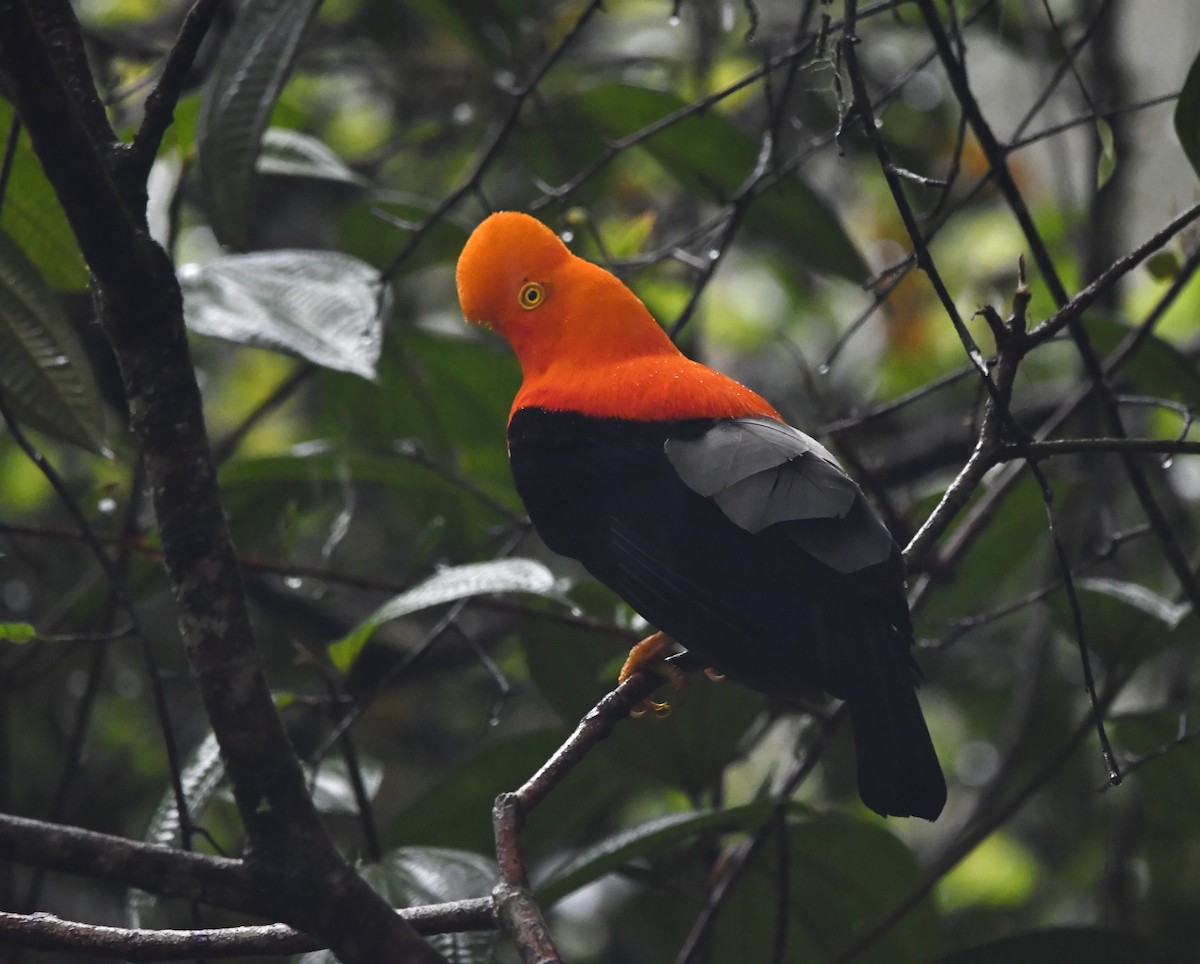 Andean Cock-of-the-rock - ML644533570