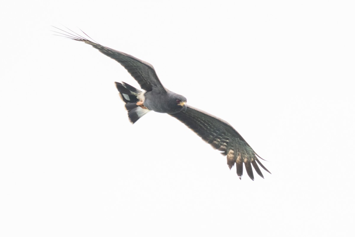 Milan des marais - ML644533571