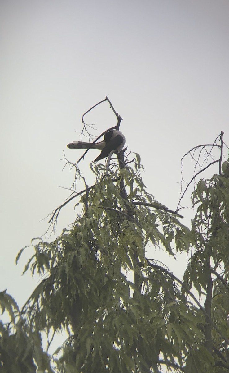 Pied Cuckoo - ML644533577