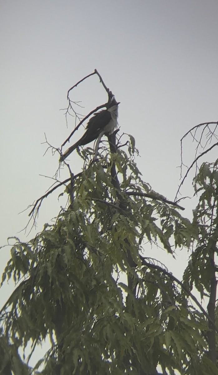 Pied Cuckoo - ML644533578