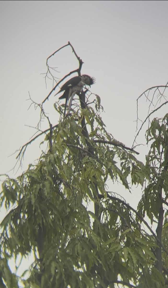 Pied Cuckoo - ML644533579