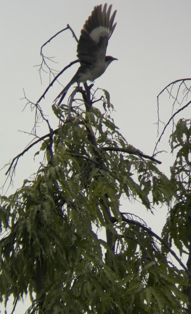 Pied Cuckoo - ML644533581