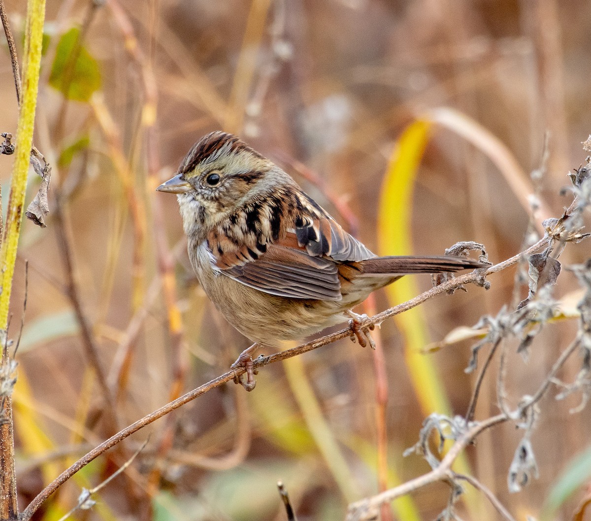 Пасовка болотяна - ML644533583