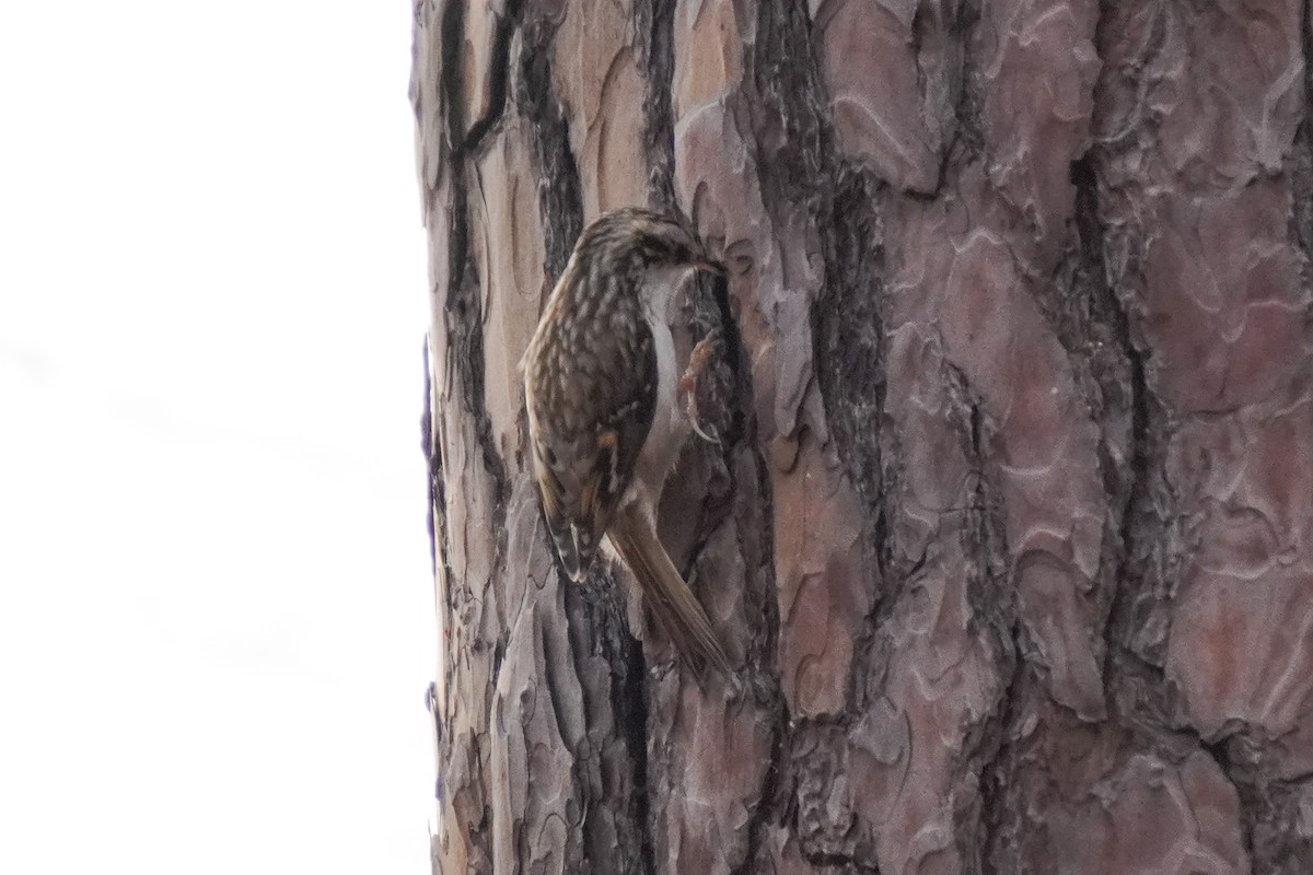 キバシリ - ML644533595