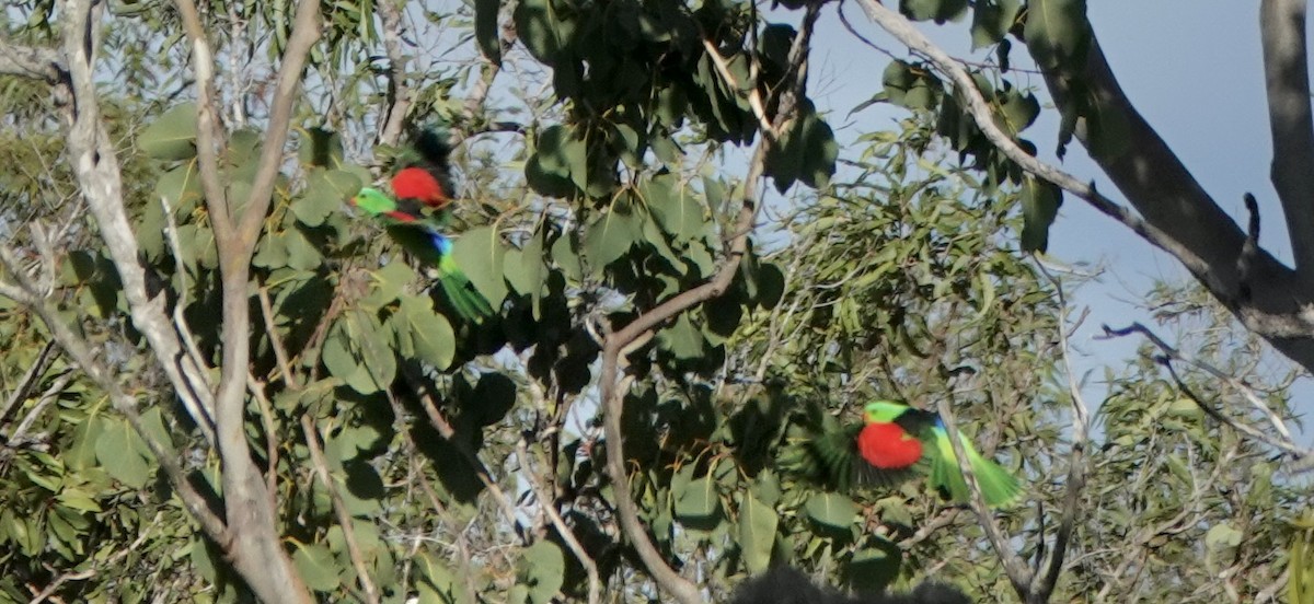 rødvingeparakitt - ML644533597