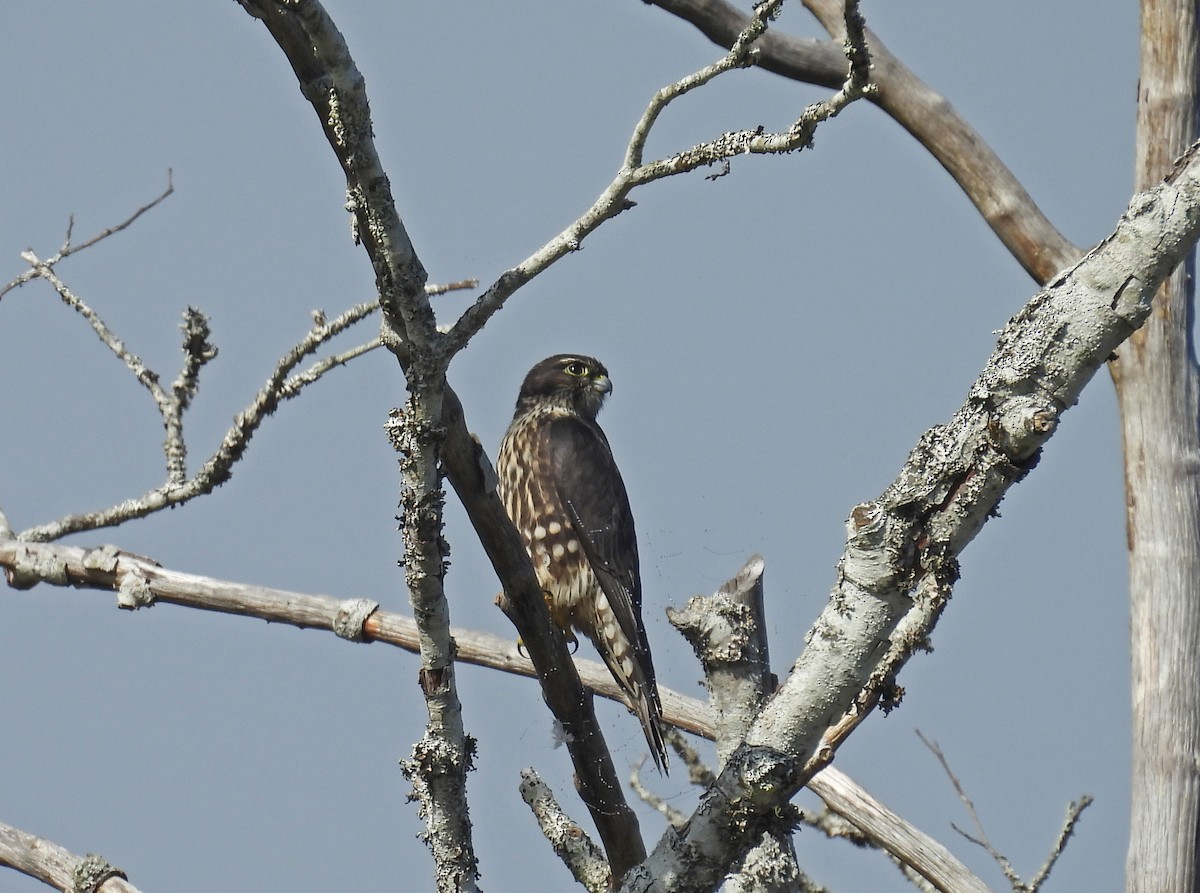 Merlin (Black) - ML644533600