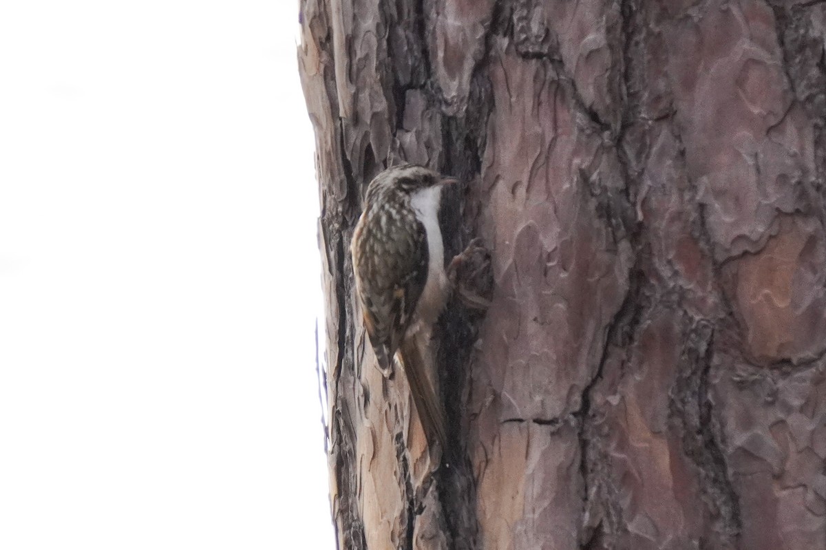 キバシリ - ML644533603