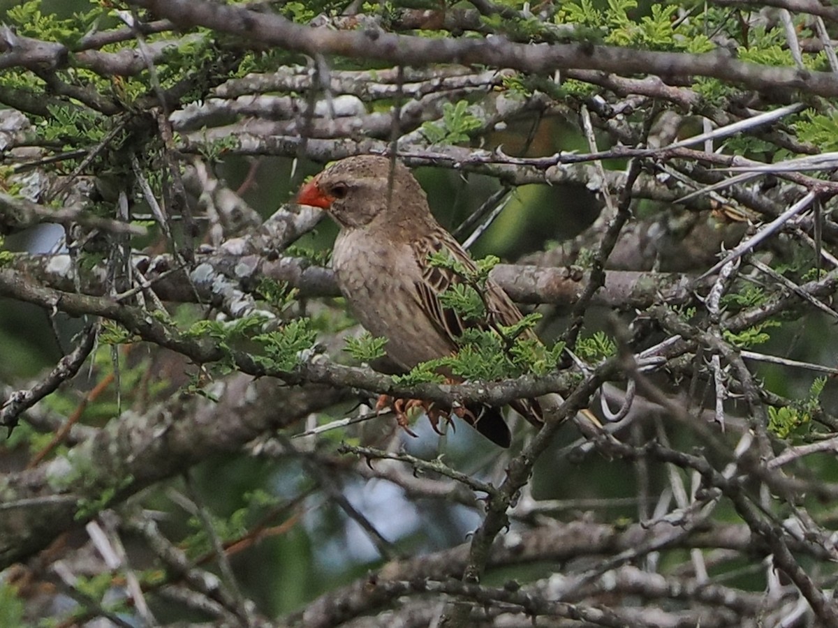 Квелія червонодзьоба - ML644533625