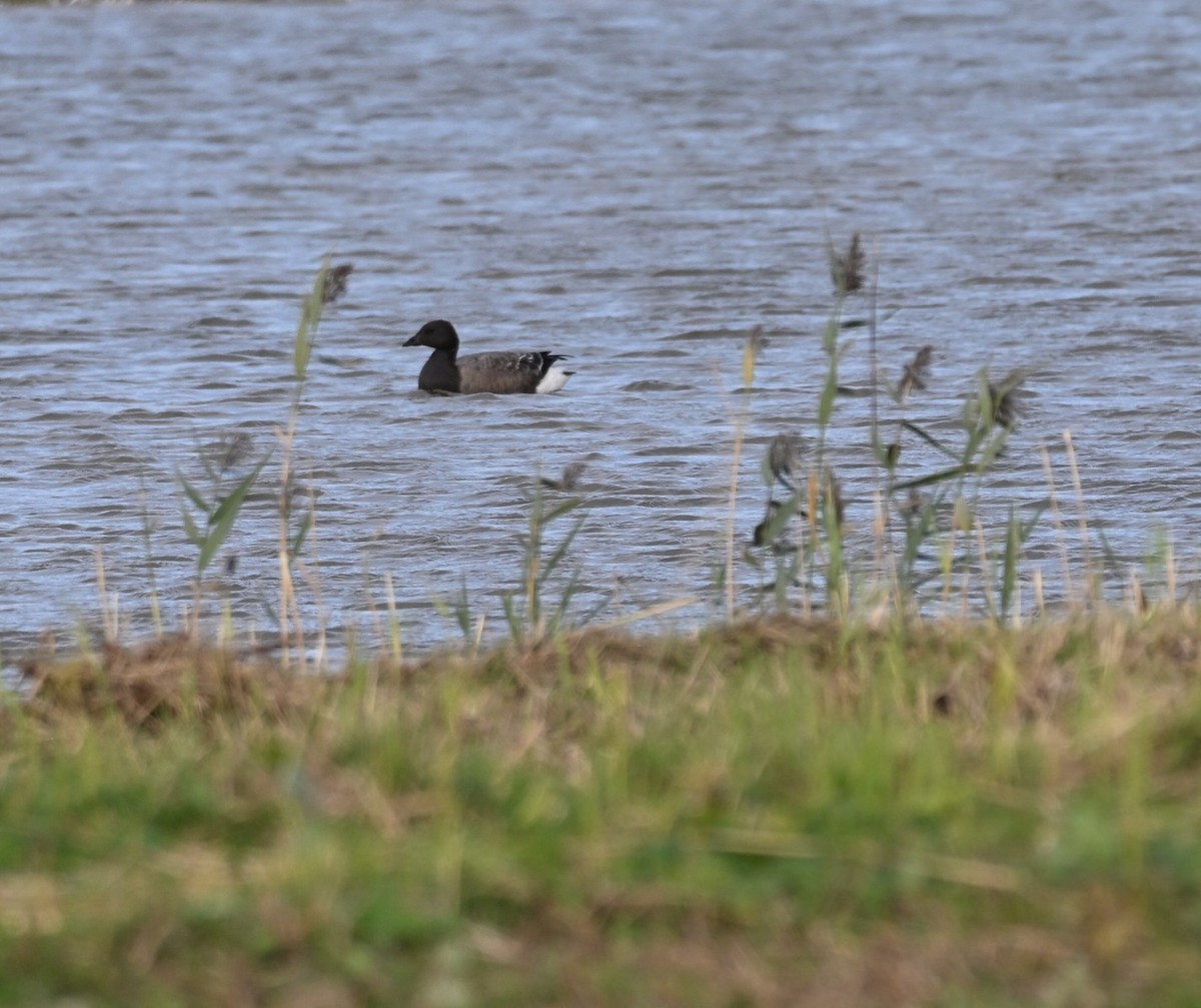 Хар толгойт галуу - ML644533628