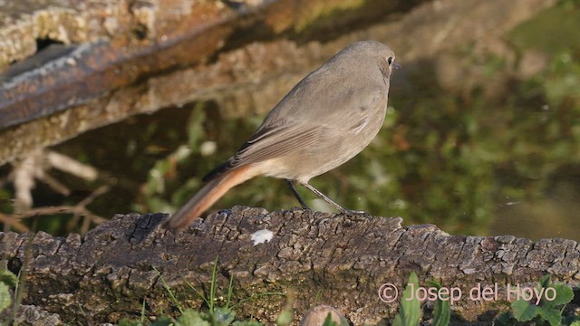 Black Redstart - ML644533631