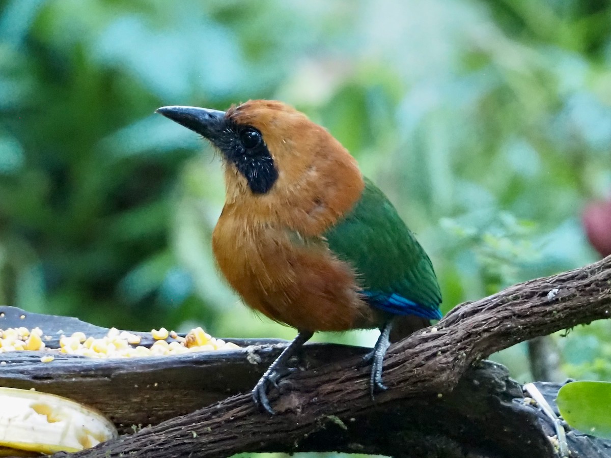 Motmot roux - ML644533634