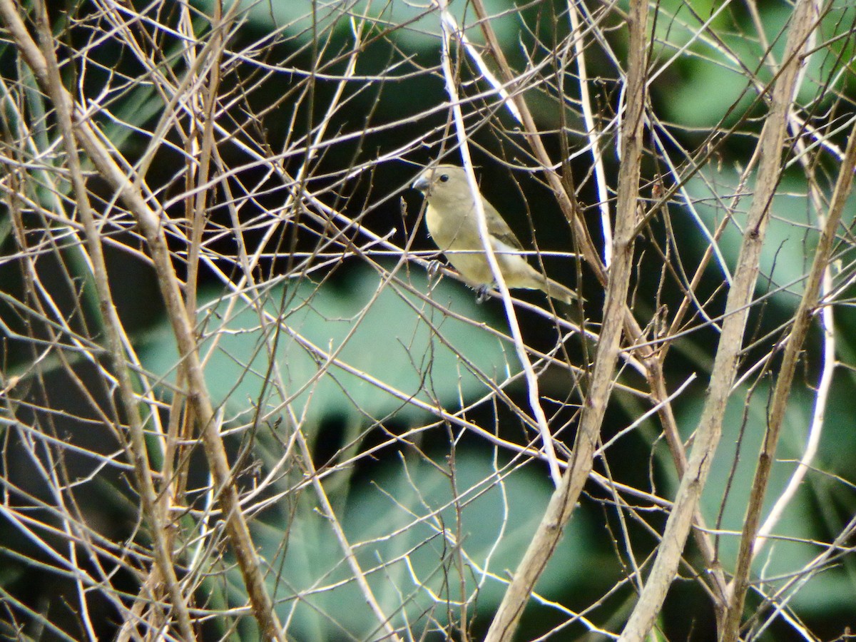 Lesson's Seedeater - ML644533638