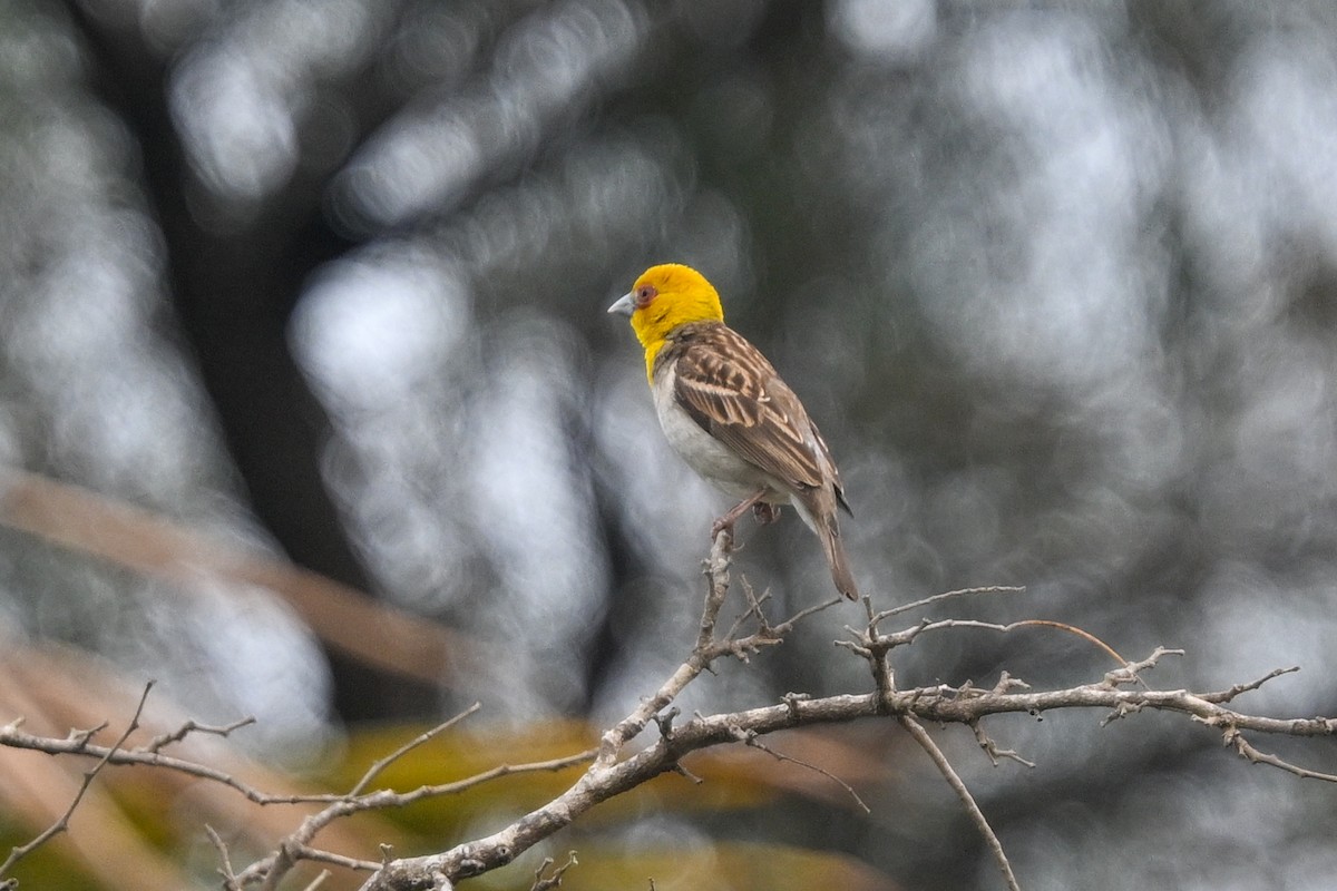 Sakalava Weaver - ML644533639