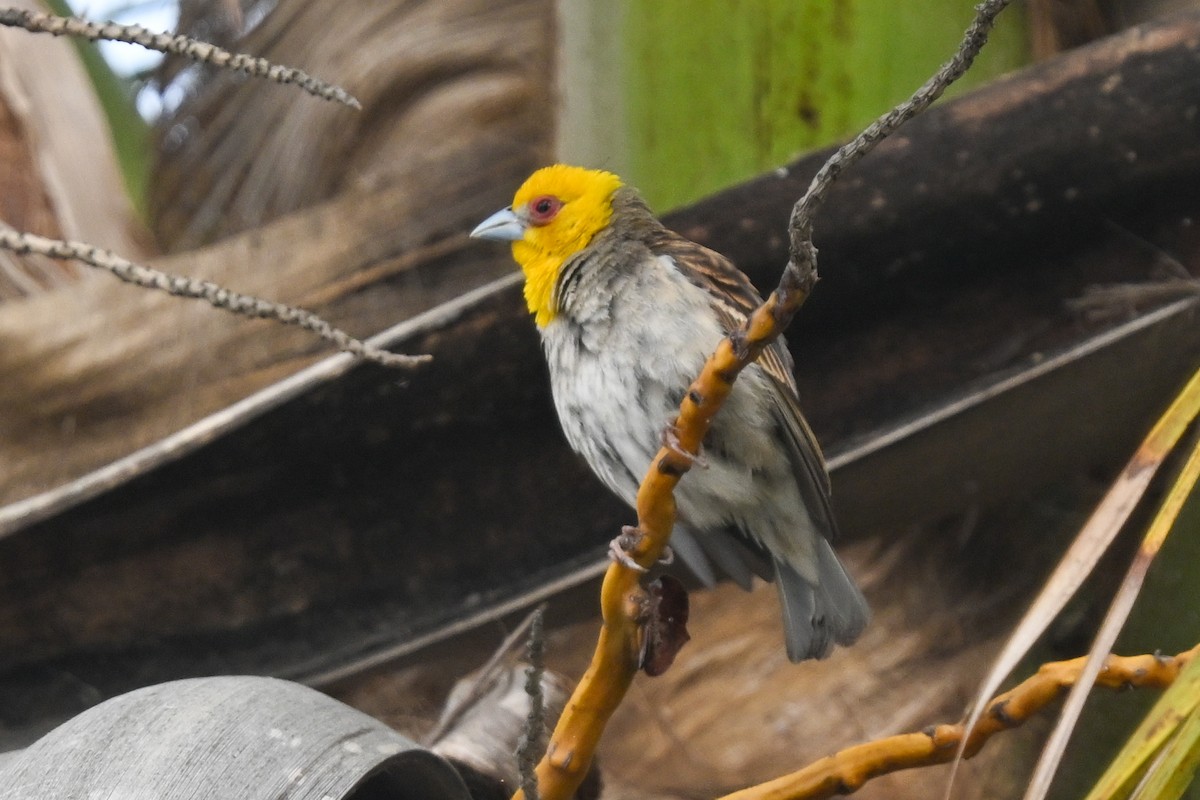 Sakalava Weaver - ML644533641