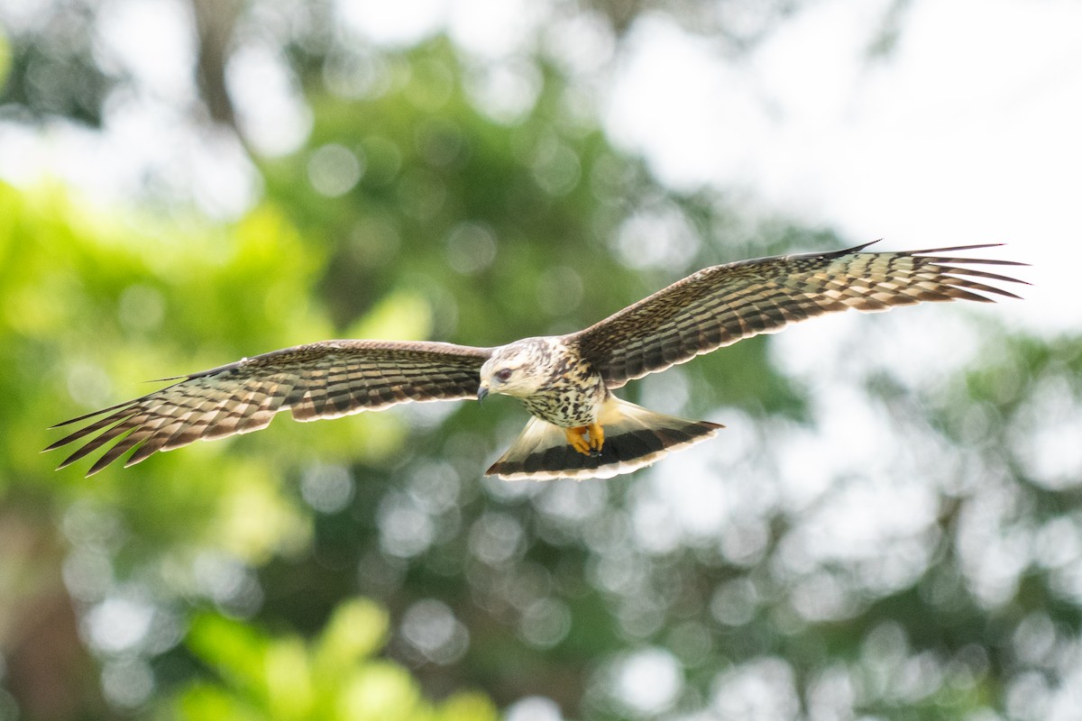 Milan des marais - ML644533676