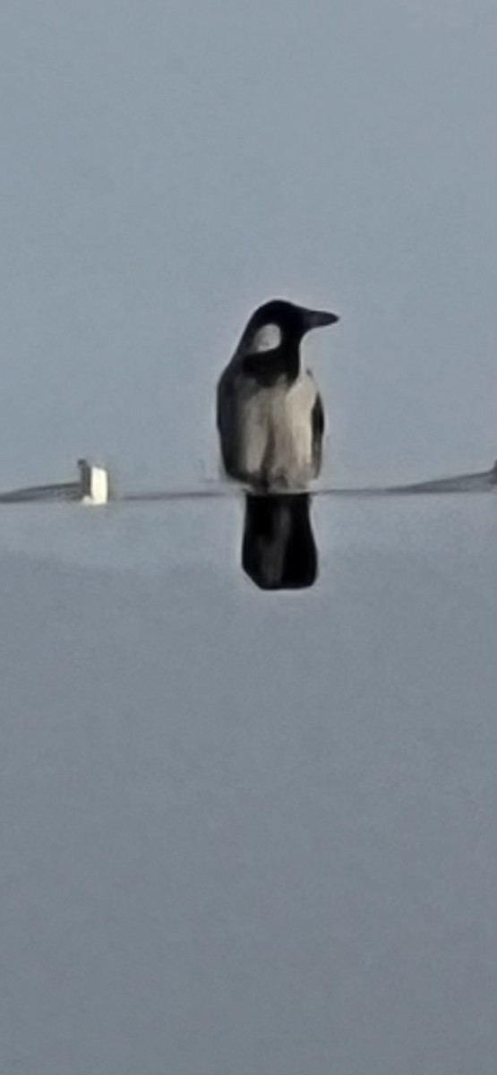 Hooded Crow - ML644533681