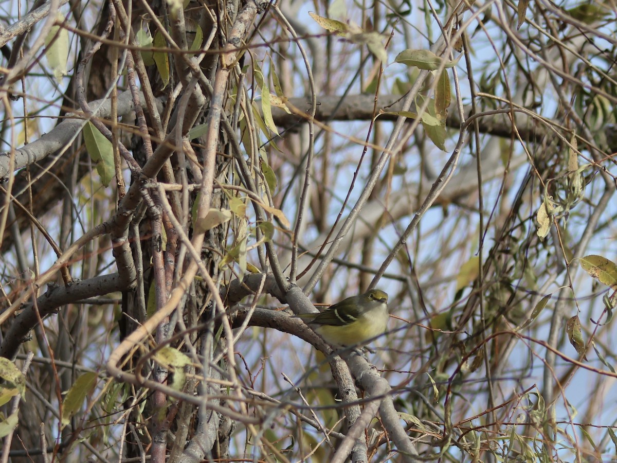 White-eyed Vireo - ML644533683
