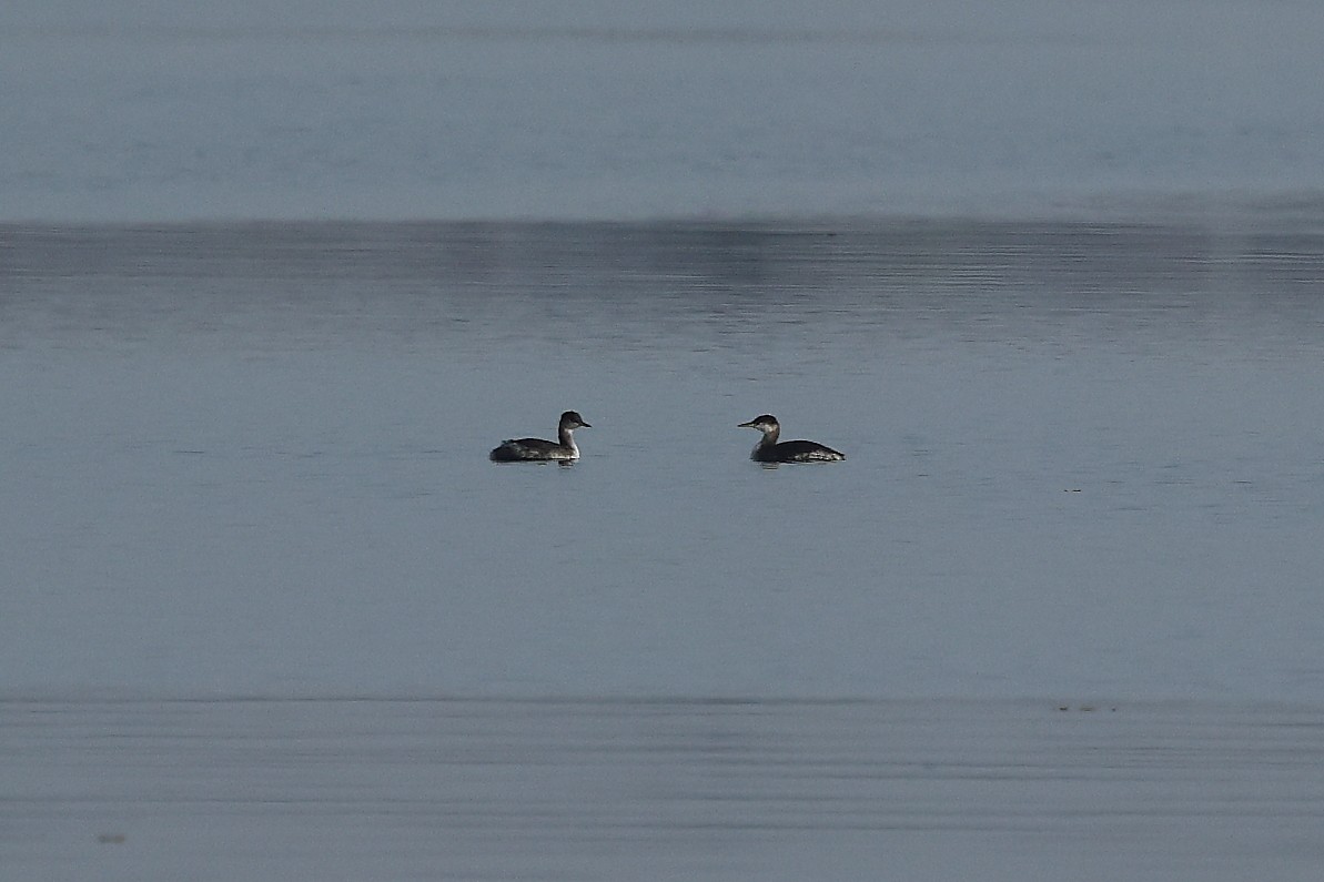 Пірникоза сірощока - ML644533703