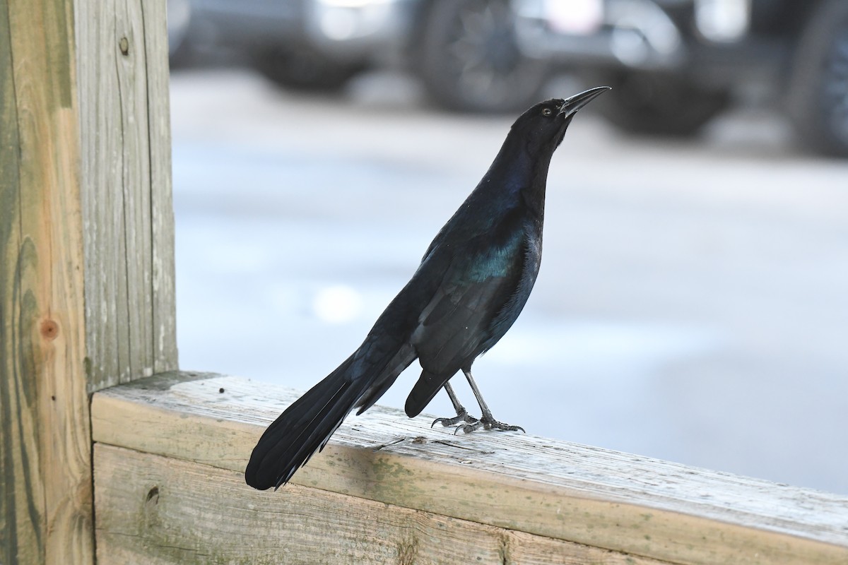 Quiscale des marais - ML644533704