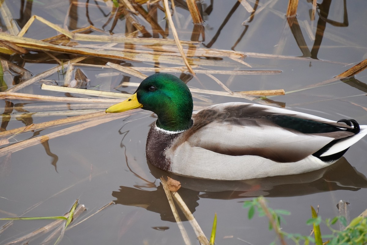 kachna divoká - ML644533710