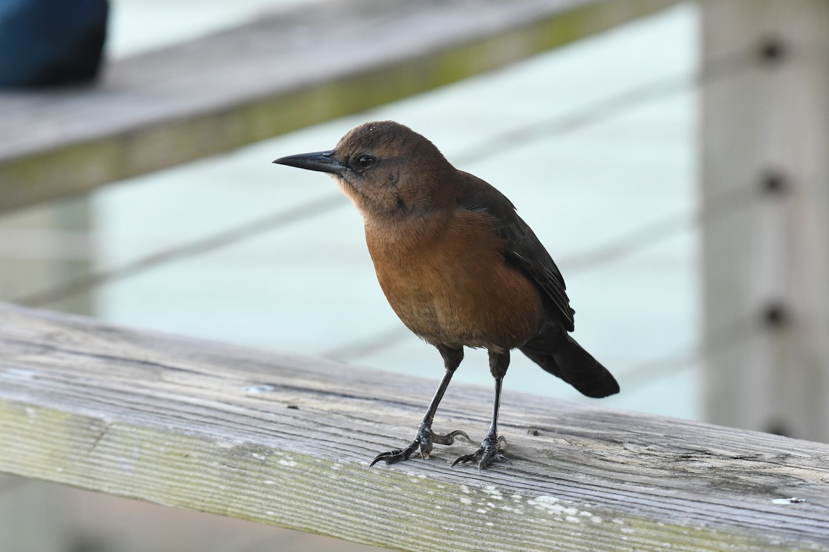 Quiscale des marais - ML644533713