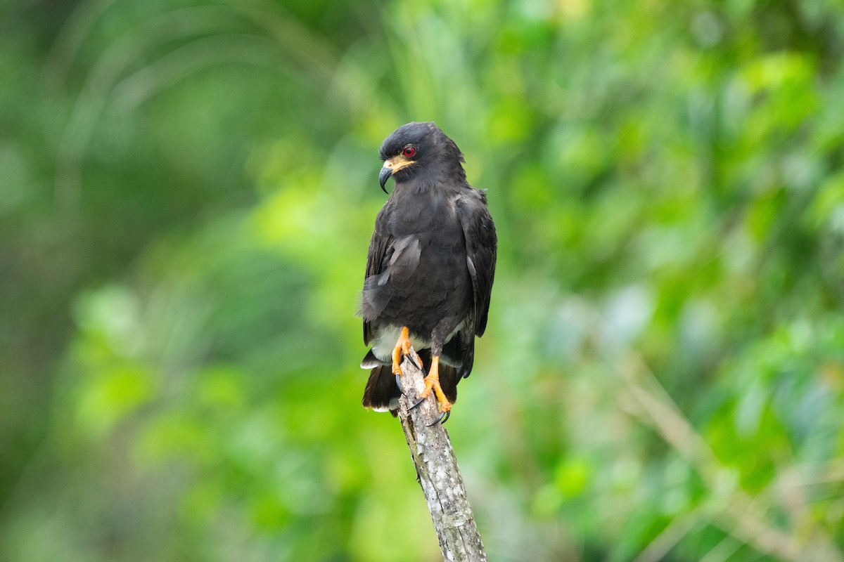 Milan des marais - ML644533717