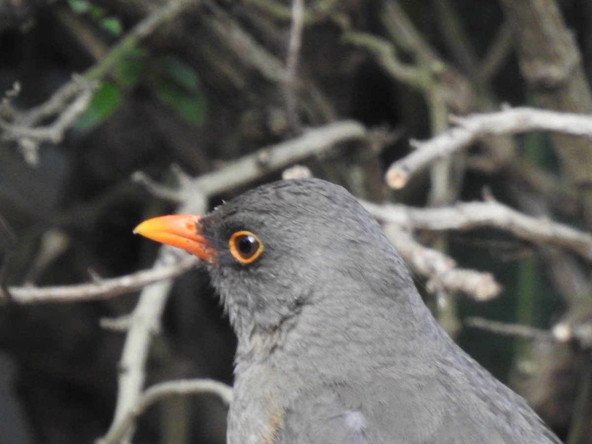 Abyssinian Thrush - ML644533719