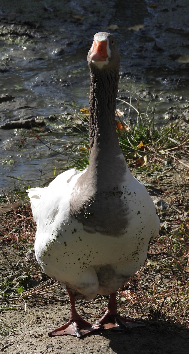 灰雁(馴化) - ML644533721