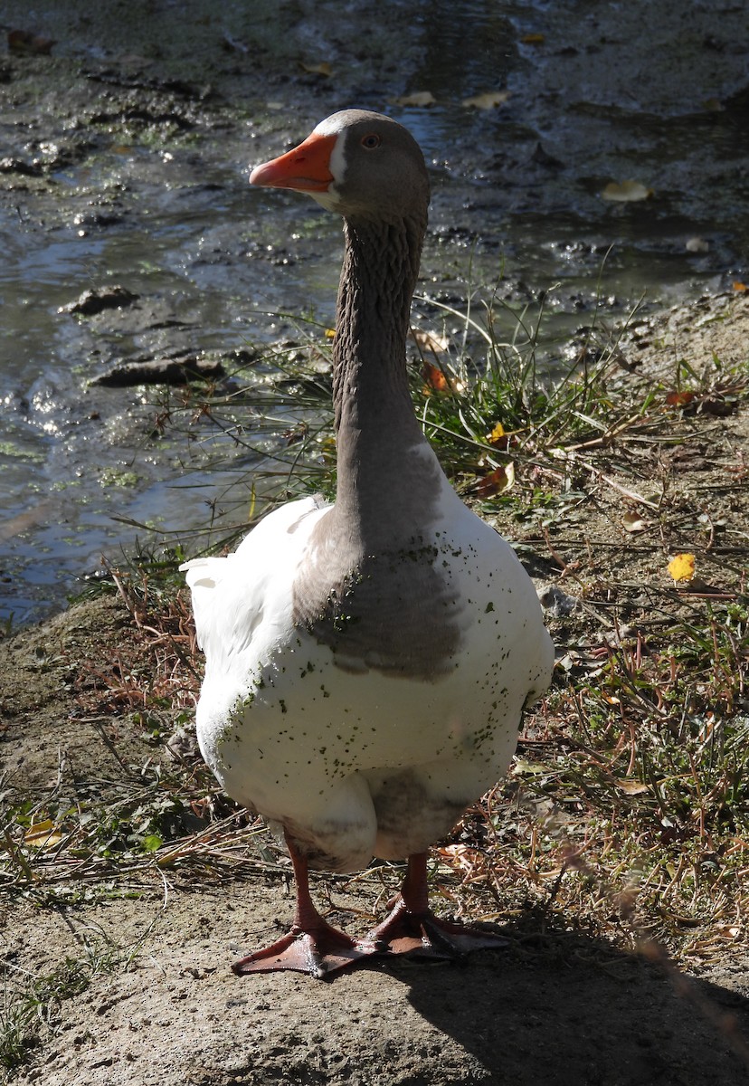 灰雁(馴化) - ML644533722