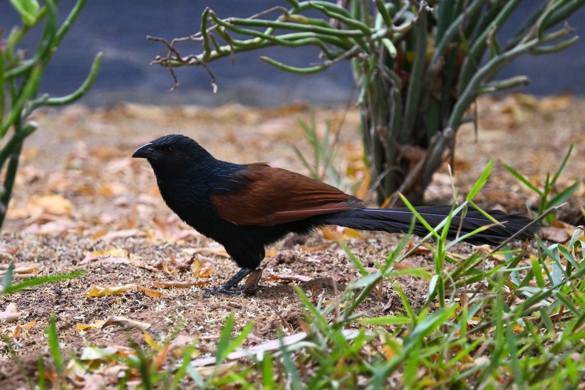 tolosporegjøk - ML644533726