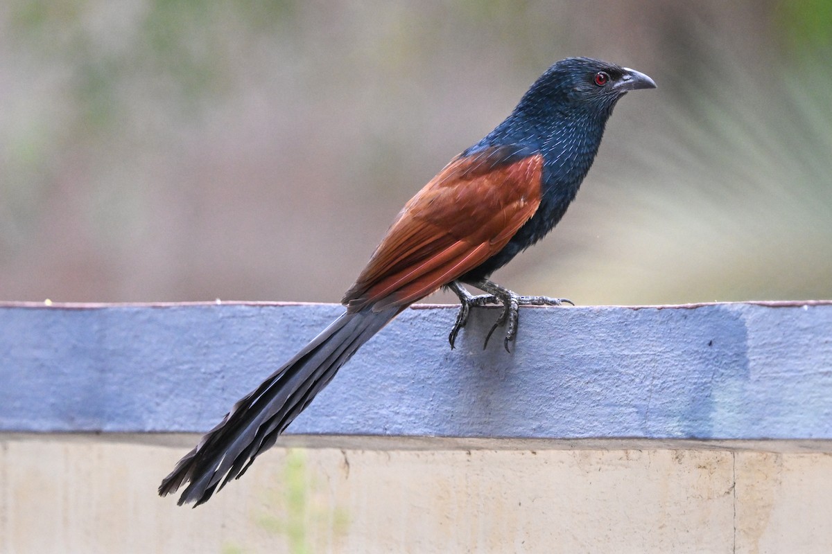 tolosporegjøk - ML644533727