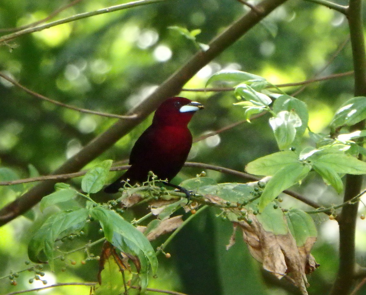 Tangara à bec d'argent - ML644533729