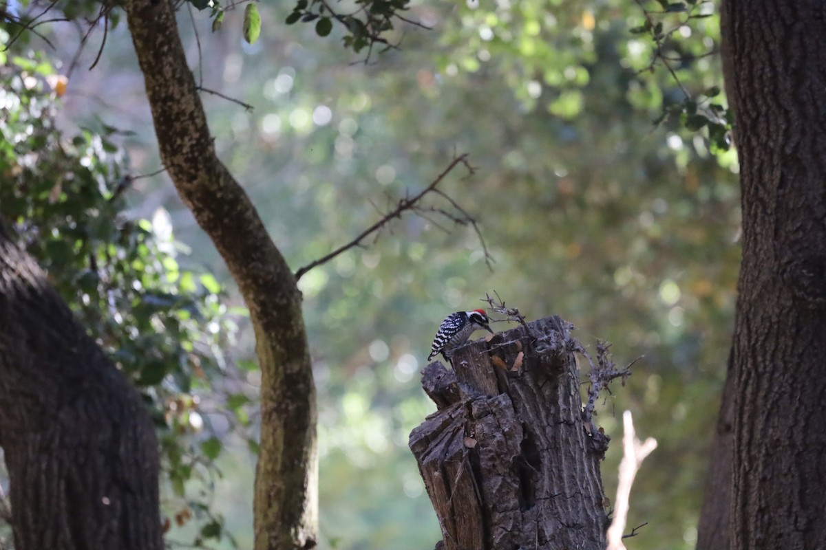 Nuttall's Woodpecker - ML644533730