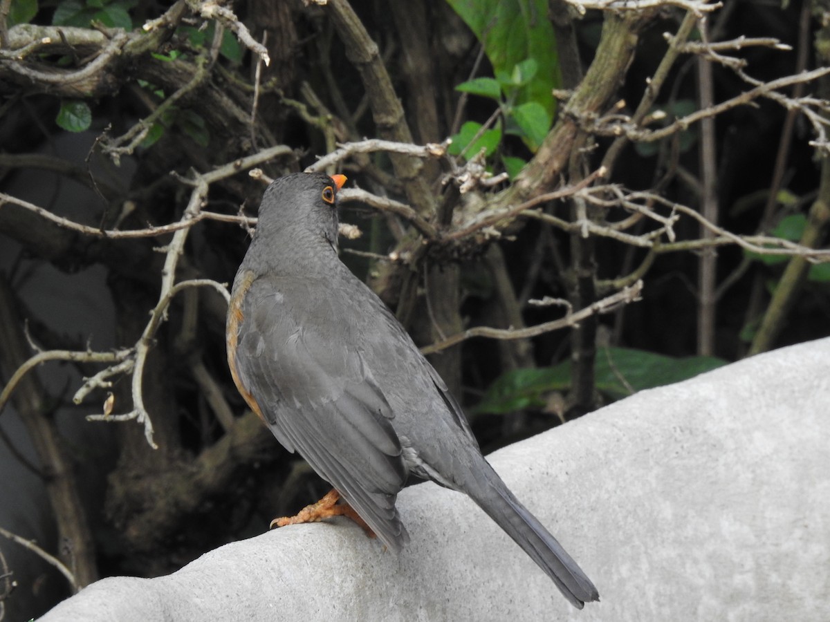 Abyssinian Thrush - ML644533731