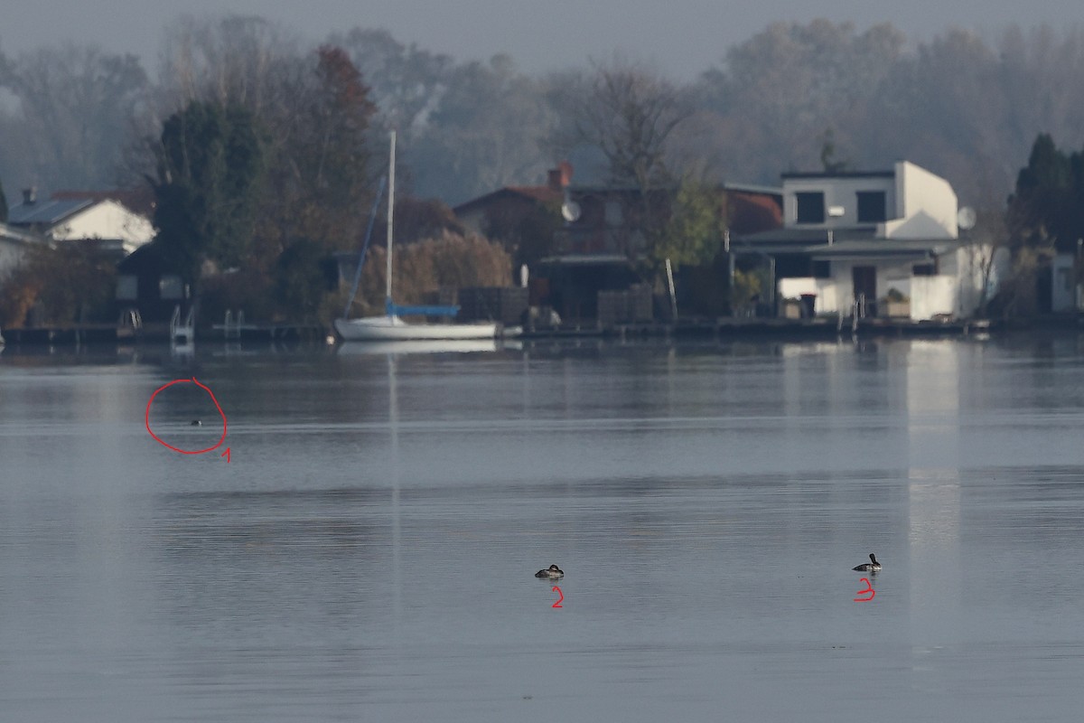 Пірникоза сірощока - ML644533733