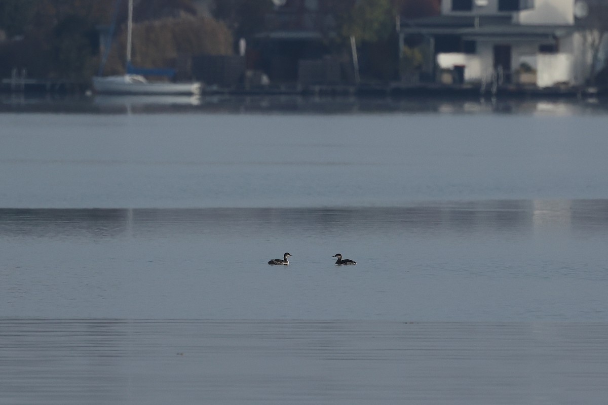 Пірникоза сірощока - ML644533734