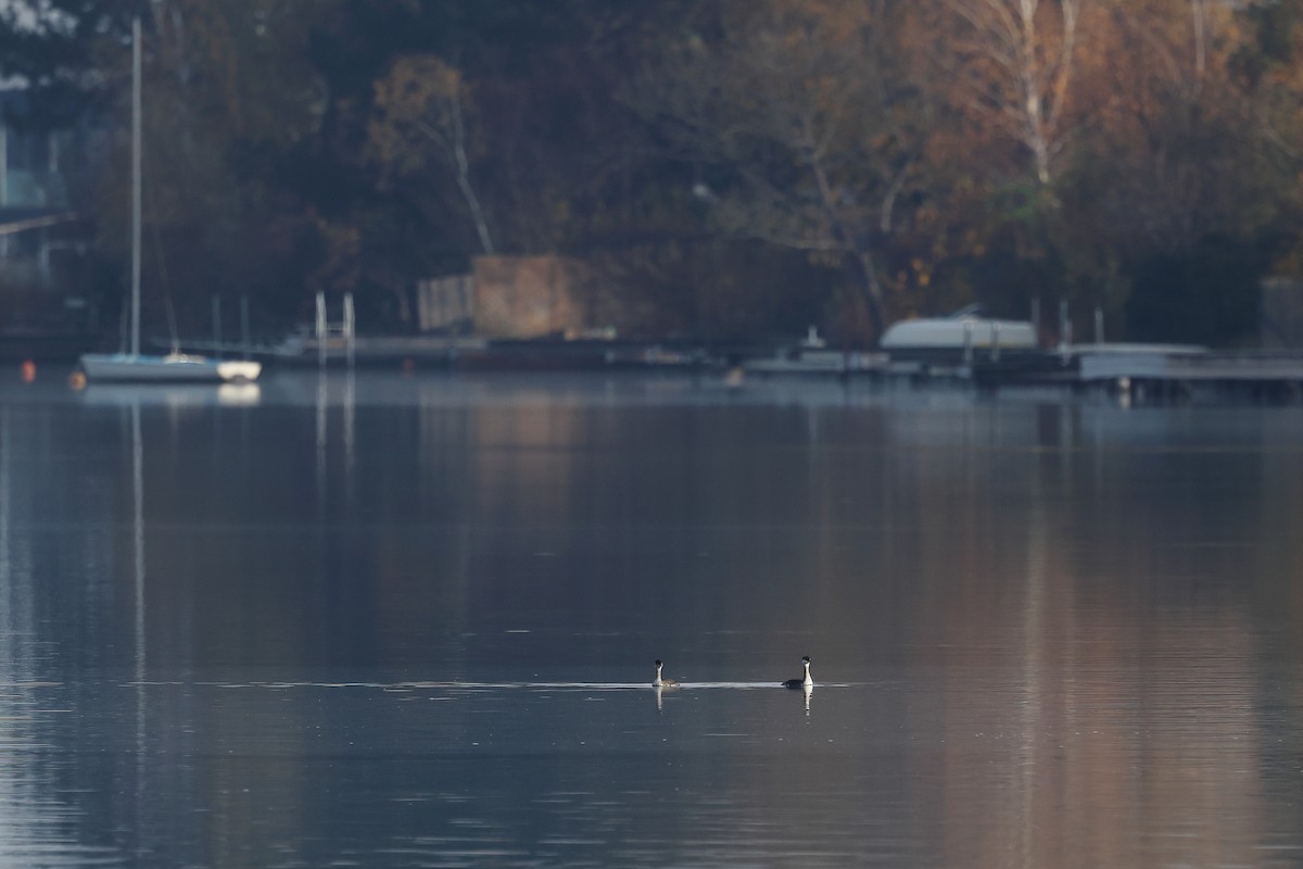 Пірникоза сірощока - ML644533735