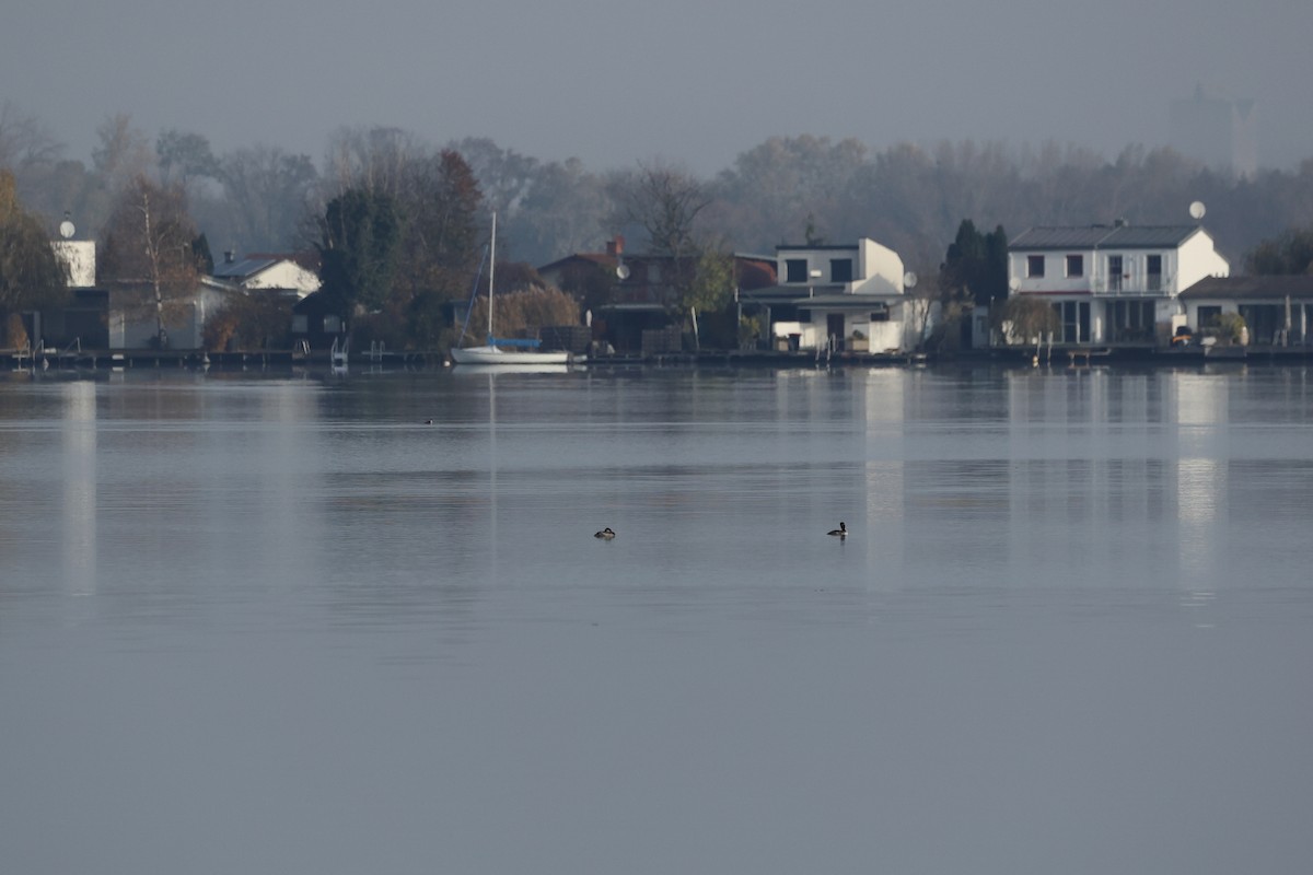 Пірникоза сірощока - ML644533736