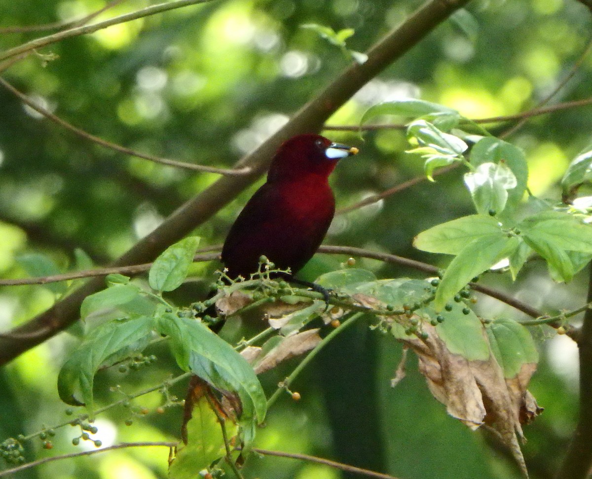 Tangara à bec d'argent - ML644533737