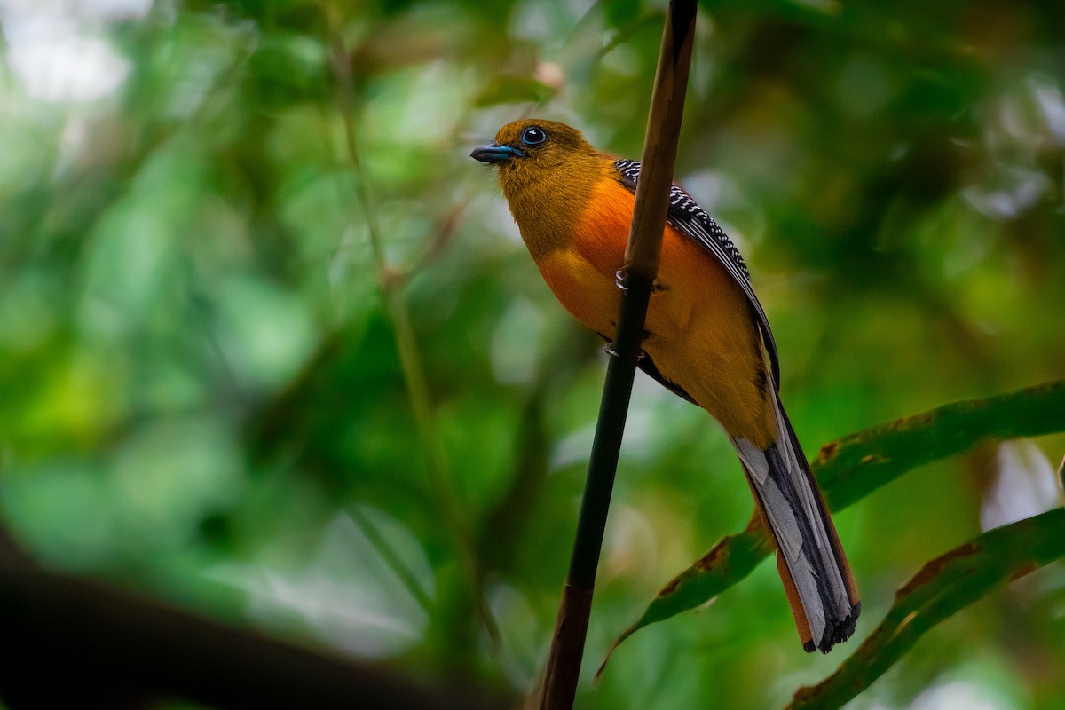 Trogon à poitrine jaune - ML644533738
