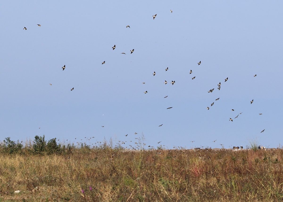 עפרוני ענק - ML644533740