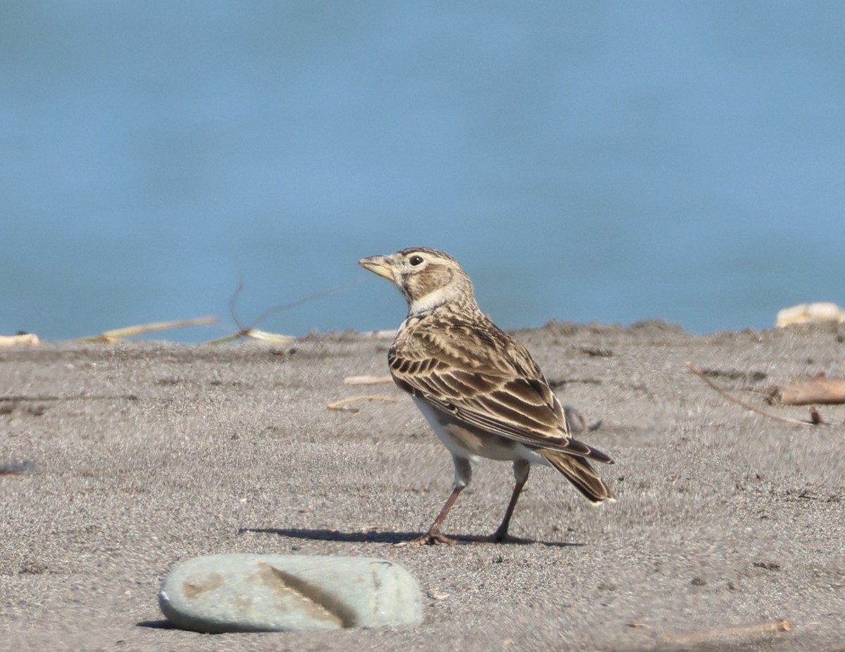 עפרוני ענק - ML644533741