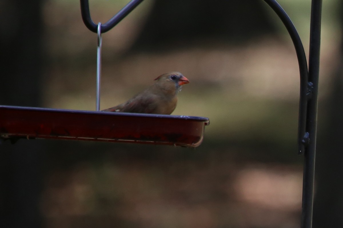 Cardinal rouge (groupe cardinalis) - ML644533743