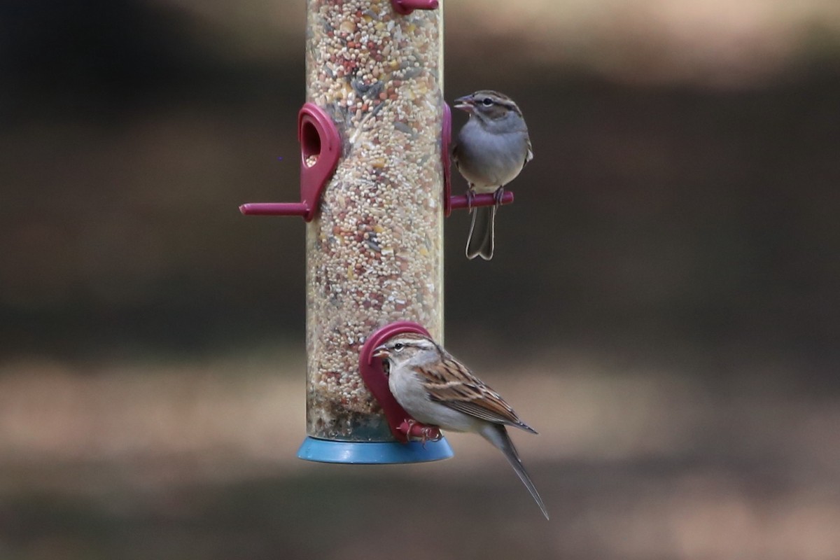 Bruant familier - ML644533758