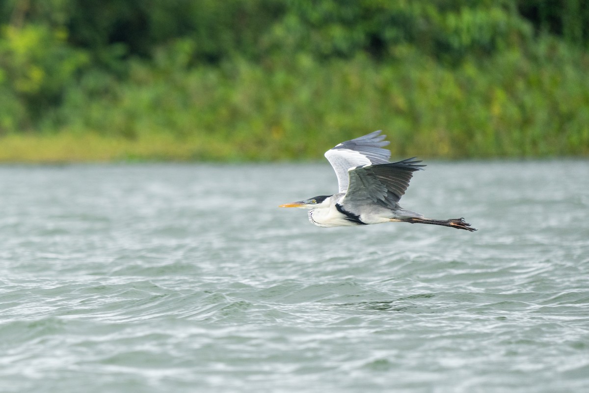 Cocoi Heron - ML644533769