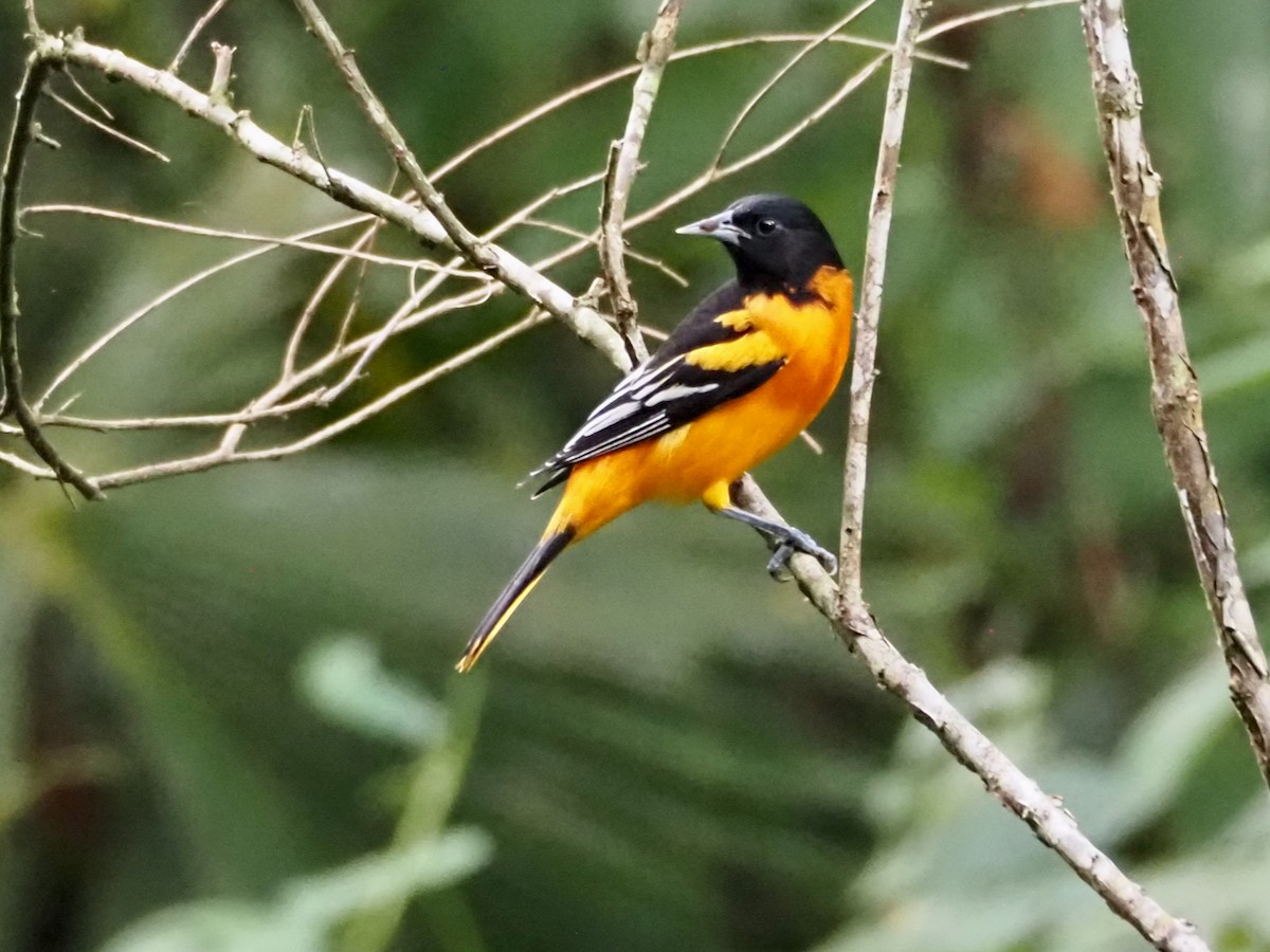 Oriole de Baltimore - ML644533777