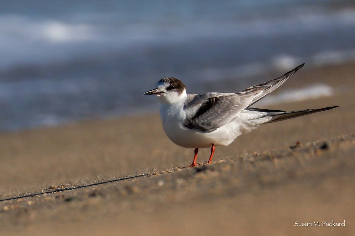 Эгэл хараалай - ML644533788