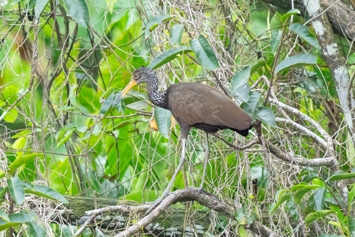 Limpkin - ML644533804