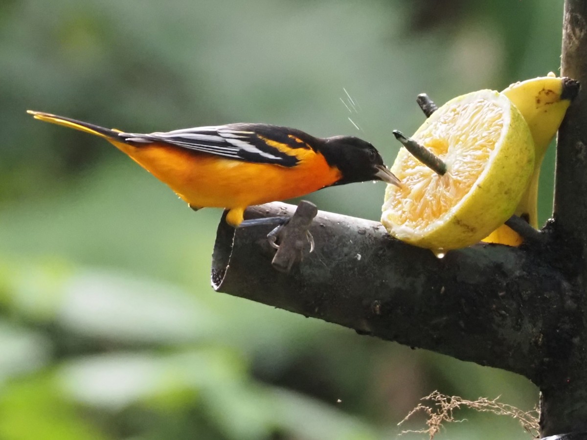 Oriole de Baltimore - ML644533805