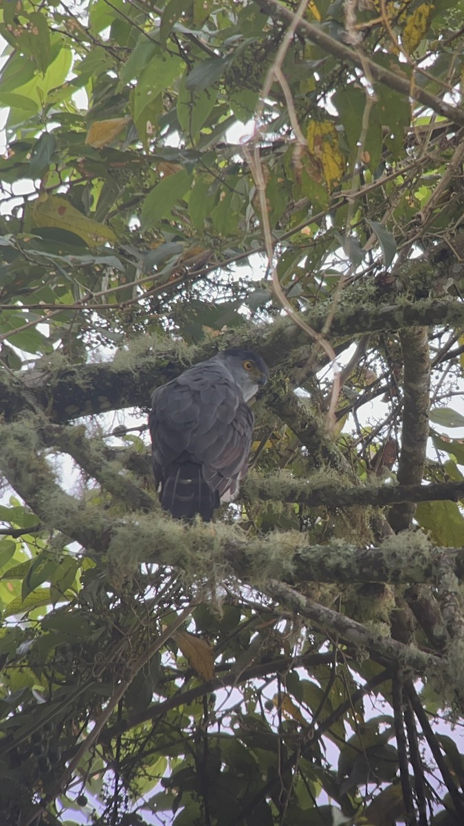 Zweifarbhabicht - ML644533809